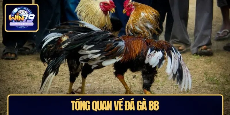 Tổng quan về đá gà 88