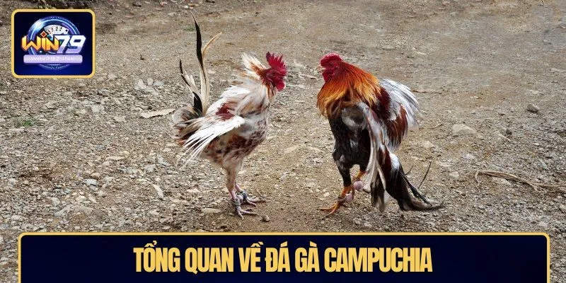 Tổng quan về đá gà Campuchia