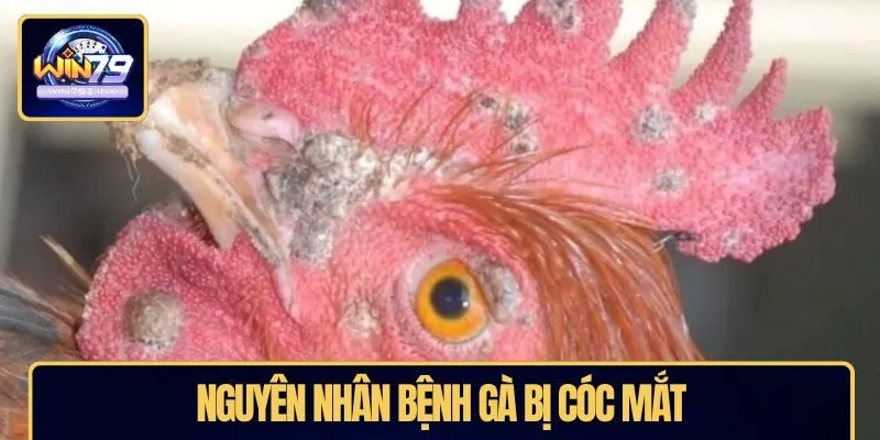Nguyên nhân bệnh gà bị cóc mắt