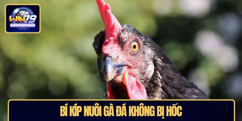 Bí kíp nuôi gà đá không bị hốc