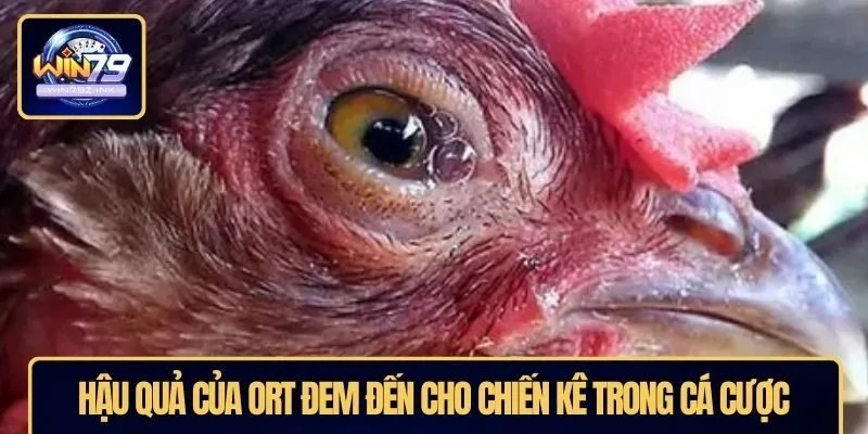Hậu quả của ORT đem đến cho chiến kê trong cá cược