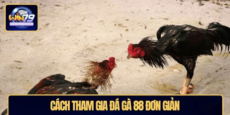 Cách tham gia đá gà 88 đơn giản