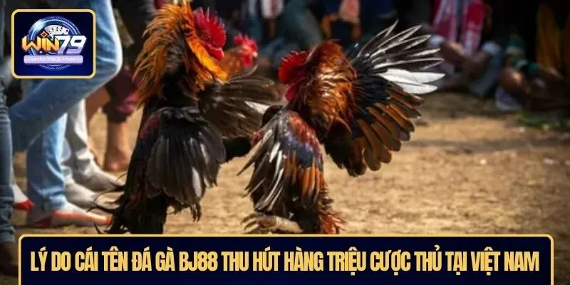 Lý do cái tên đá gà BJ88 thu hút hàng triệu cược thủ tại Việt Nam