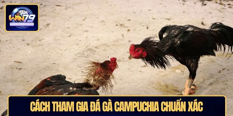 Cách tham gia đá gà campuchia chuẩn xác