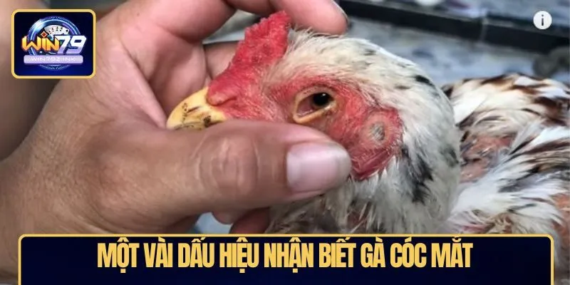 Một vài dấu hiệu nhận biết gà cóc mắt