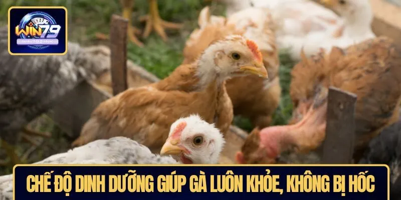 Chế độ dinh dưỡng giúp gà luôn khỏe, không bị hốc