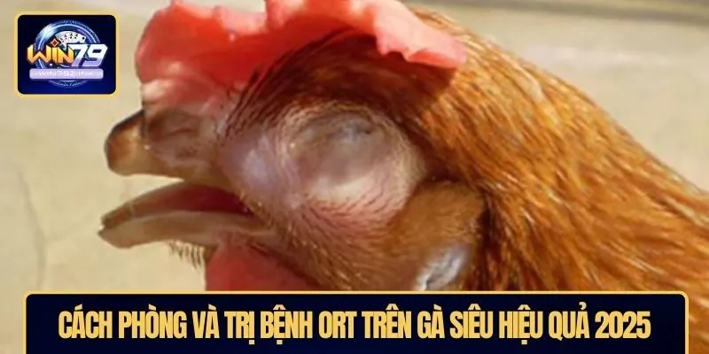 Cách phòng và trị bệnh ORT trên gà siêu hiệu quả 2025