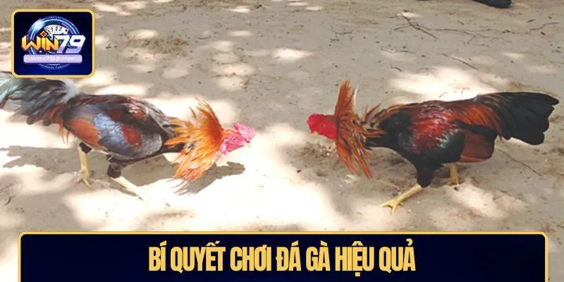 Bí quyết chơi đá gà hiệu quả