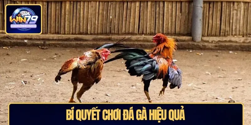 Bí quyết chơi đá gà hiệu quả
