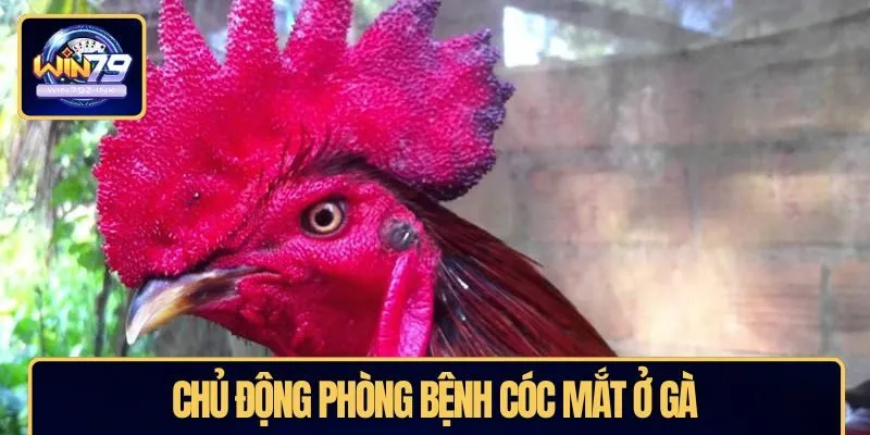 Chủ động phòng bệnh cóc mắt ở gà
