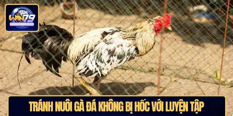 Tránh nuôi gà đá không bị hốc với luyện tập