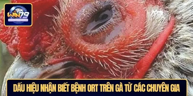 Dấu hiệu nhận biết bệnh ORT trên gà từ các chuyên gia