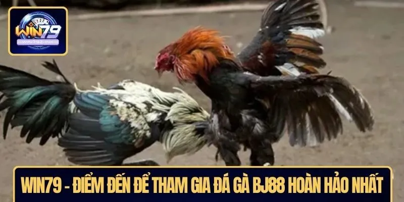 WIN79 - Điểm đến để tham gia đá gà BJ88 hoàn hảo nhất