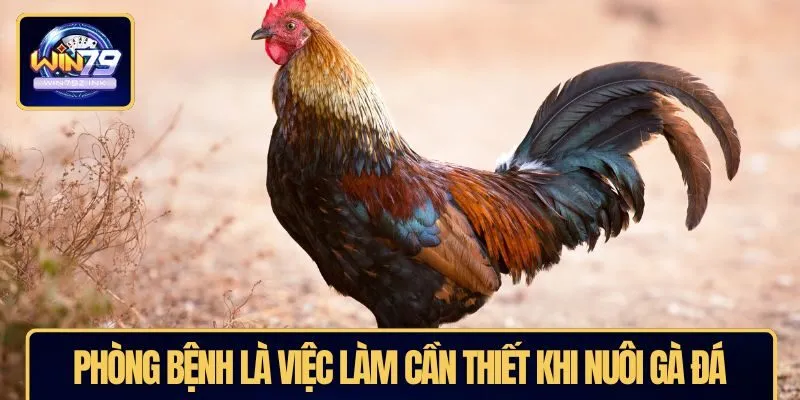 Phòng bệnh là việc làm cần thiết khi nuôi gà đá